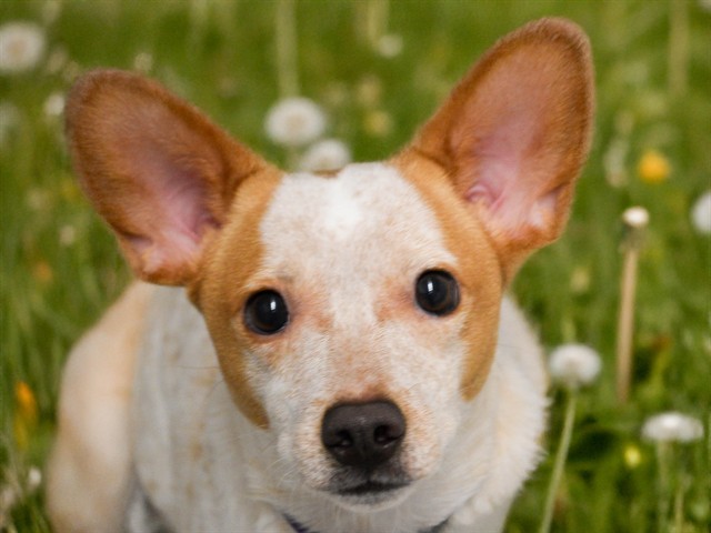 Astro - Male - Chihuahua-Australian Cattle Dog