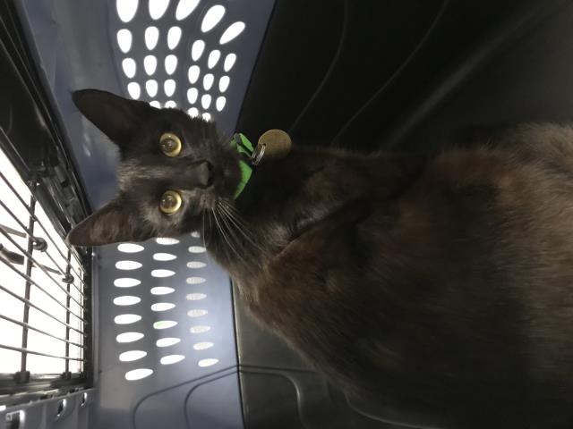 Alice - Female - Domestic SH