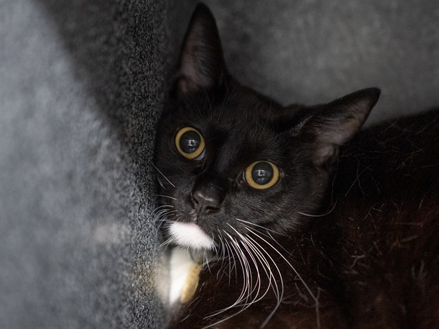 Luna - Female - Domestic SH