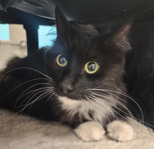  - Male - Domestic LH