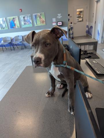 Phil - Male - Pit Bull-Mix