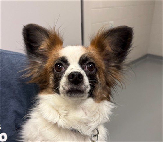  - Female - Papillon-Mix