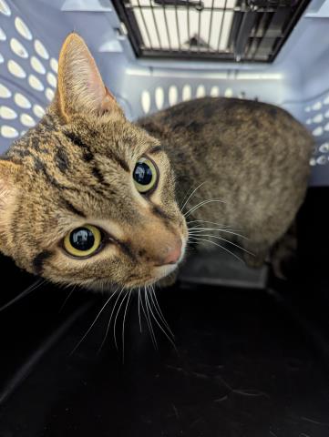 Carlisle - Male - Domestic SH