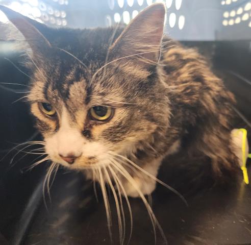  - Female - Domestic LH