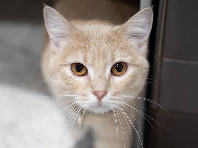 Patchouli - Female - Domestic SH