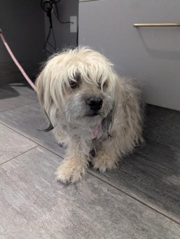 Kaladin - Male - Shih Tzu