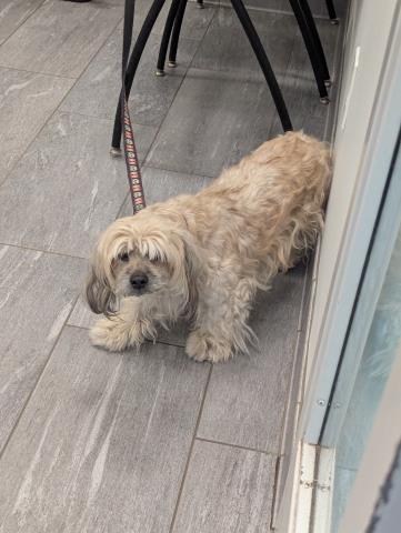  - Male - Shih Tzu