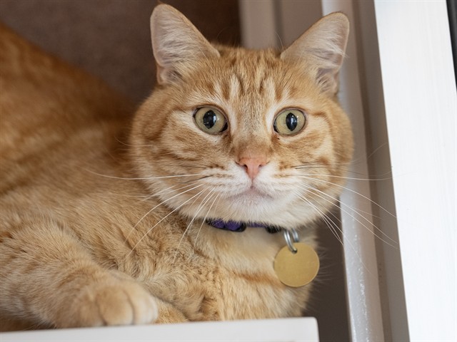 Slick - Male - Domestic SH