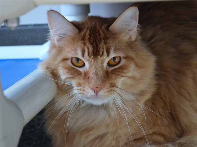 Leo - Male - Domestic LH