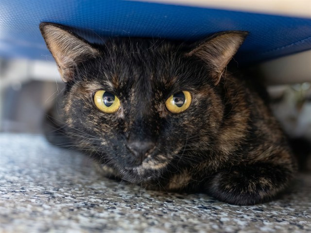 Shadow - Female - Domestic SH