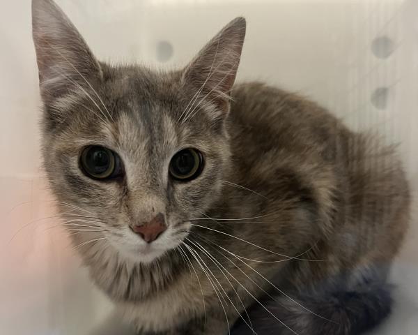  - Female - Domestic SH
