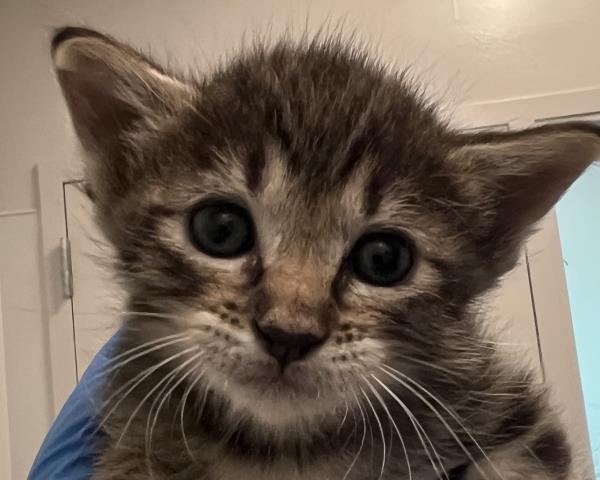  - Female - Domestic SH