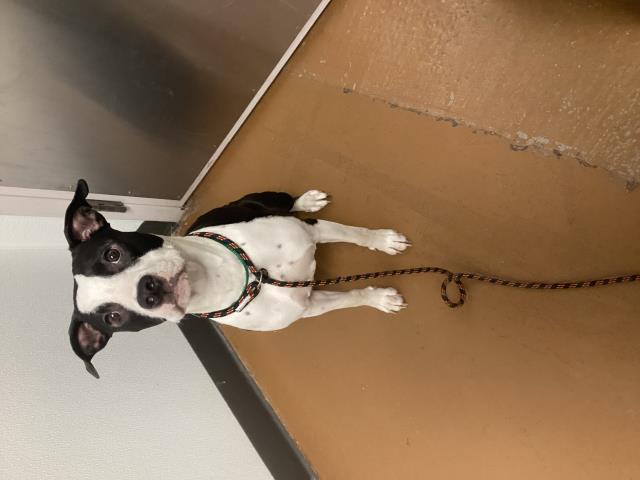  - Female - Pit Bull