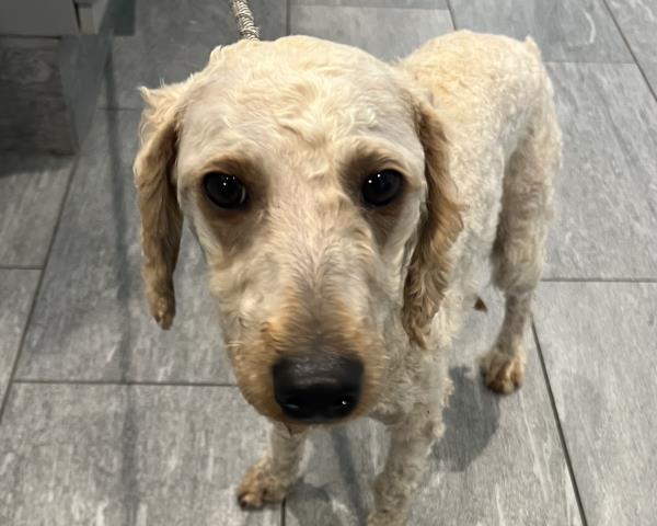  - Female - Standard Poodle