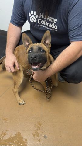  - Female - Belgian Malinois