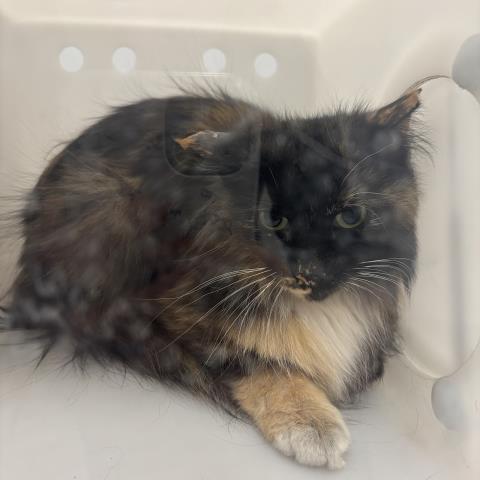  - Female - Domestic LH
