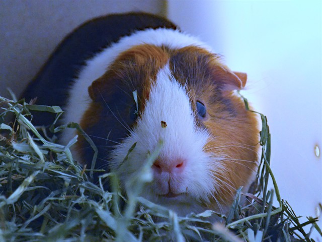 Bambi - Female - Guinea Pig