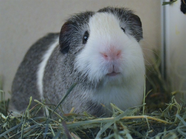 Moon - Male - Guinea Pig