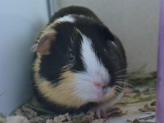 Thing 1 - Male - Guinea Pig