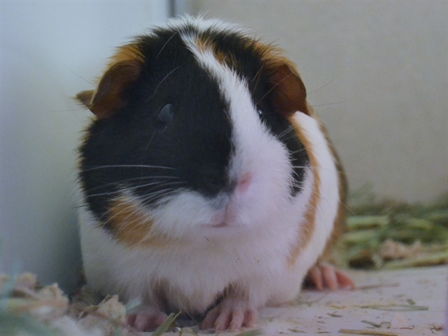 Thing 2 - Male - Guinea Pig