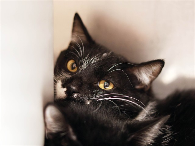 Oreo - Male - Domestic SH