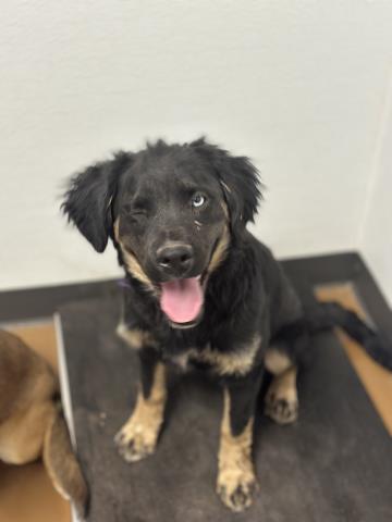 Morty - Male - Nonspecific