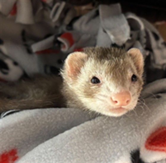  - Female - Ferret