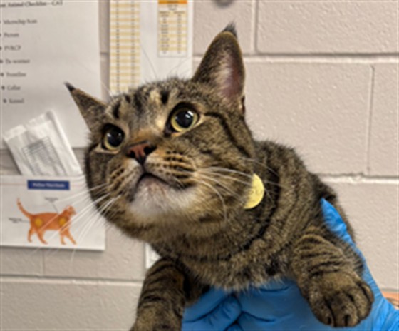 Pudge - Male - Domestic SH