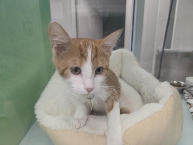 Zipper - Male - Domestic SH