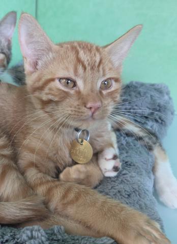 Buckle - Male - Domestic SH