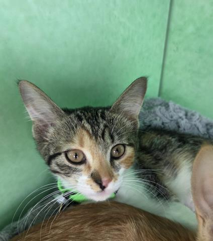 Button - Female - Domestic SH