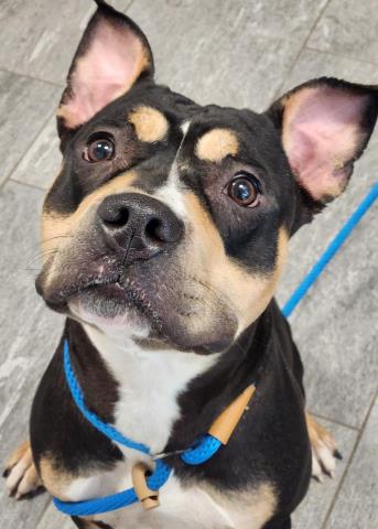  - Female - Pit Bull-Mix