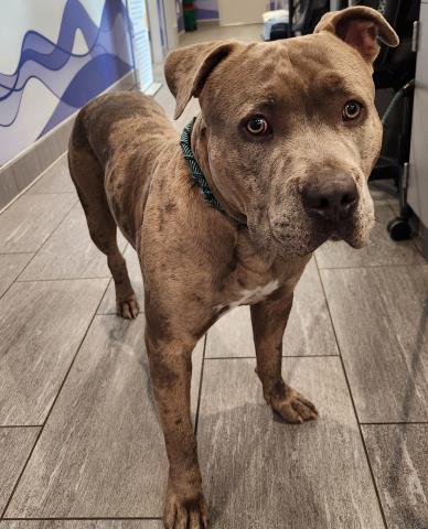  - Male - Pit Bull-Mix