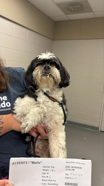 Marlo - Male - Shih Tzu