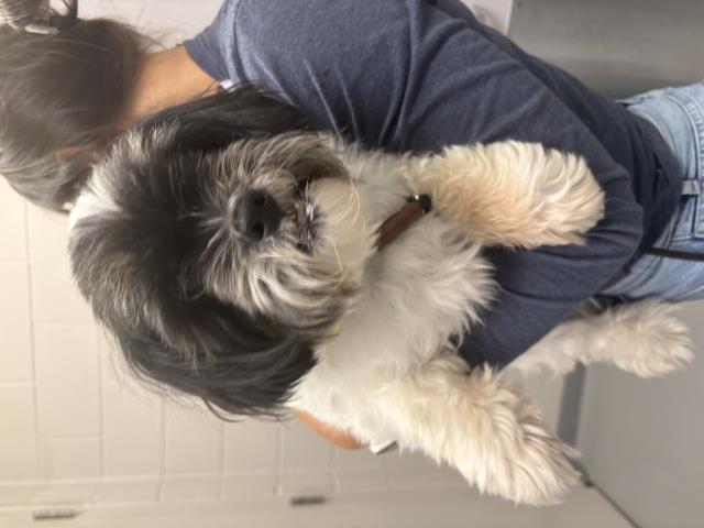 Morty - Male - Shih Tzu