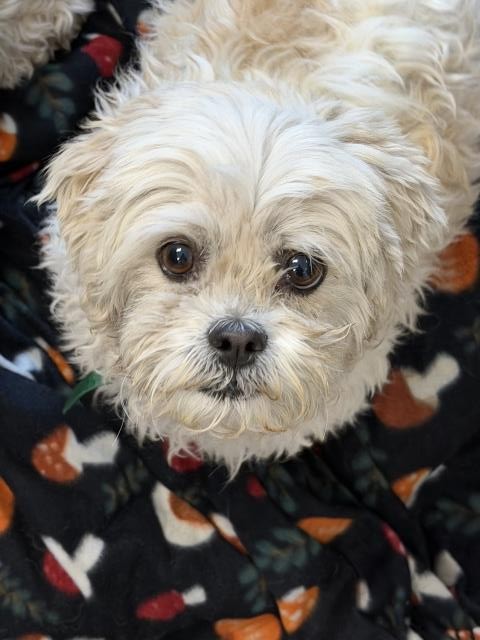 Maggie - Female - Shih Tzu-Miniature Poodle