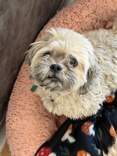 Lilly - Female - Shih Tzu-Miniature Poodle