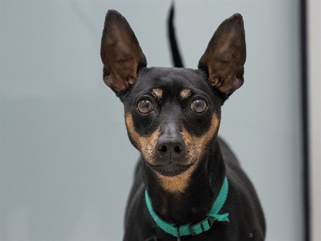Nala - Female - Miniature Pinscher