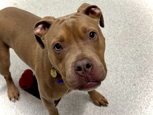 Apollo - Male - Pit Bull