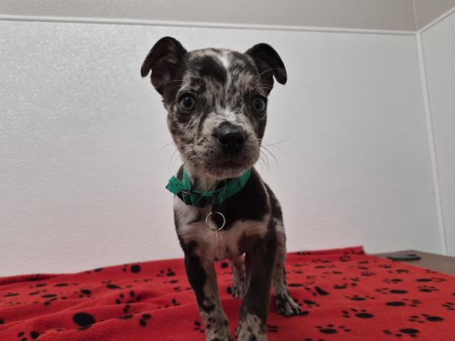 Pepper - Female - Nonspecific