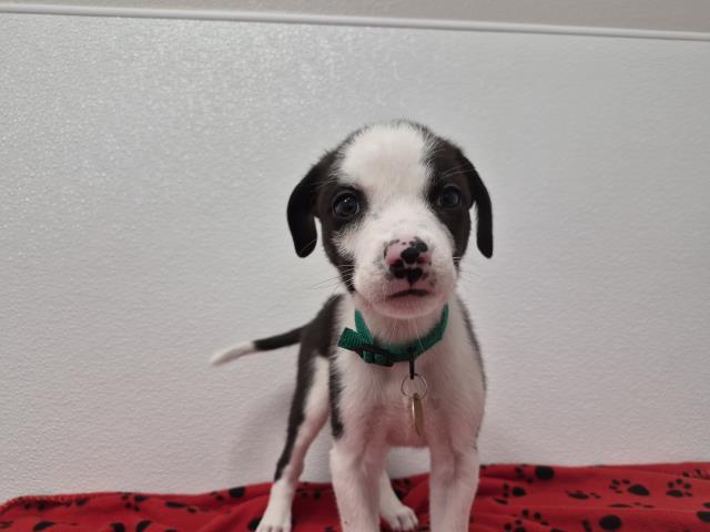 Oreo - Female - Nonspecific
