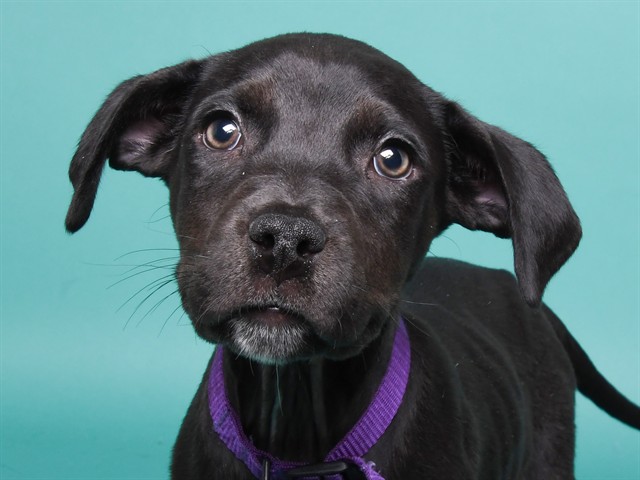 Oscar - Male - Nonspecific