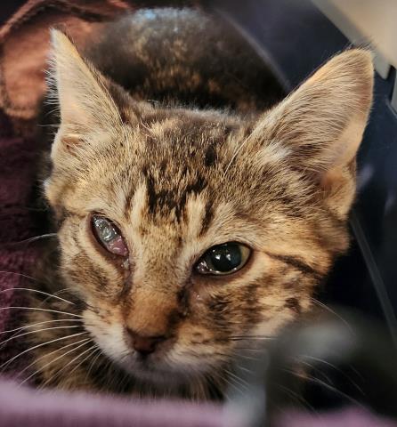 Turbo - Female - Domestic SH