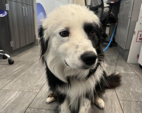  - Male - Border Collie