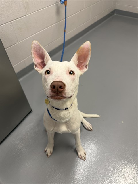 Bodhi - Male - Nonspecific