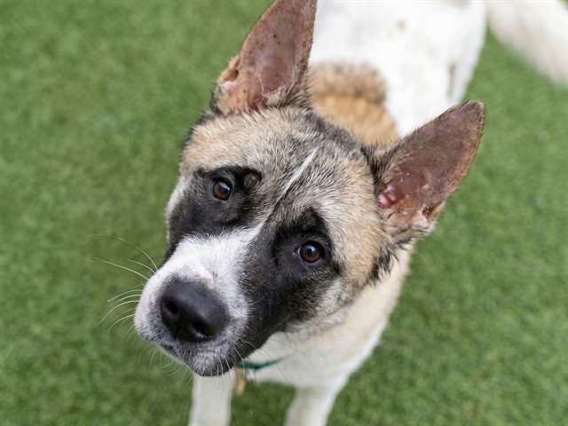 Cosita - Female - Akita