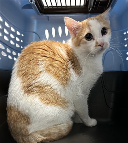  - Female - Domestic SH