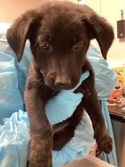 Ashe - Female - Dutch Shepherd-Brittany