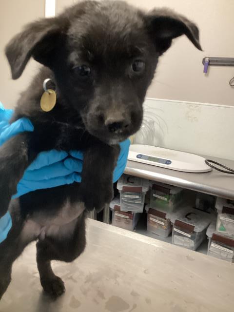 Sombra - Female - Dutch Shepherd-Brittany