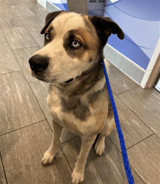  - Male - Siberian Husky-Mix